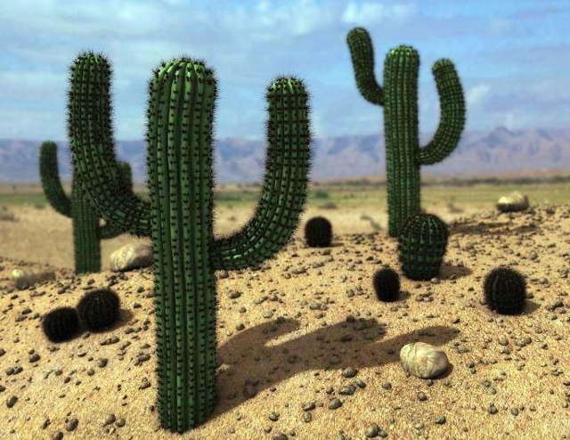 Доклад на тему Растения пустыни