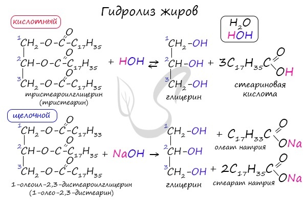 Жиры - доклад сообщение по химии