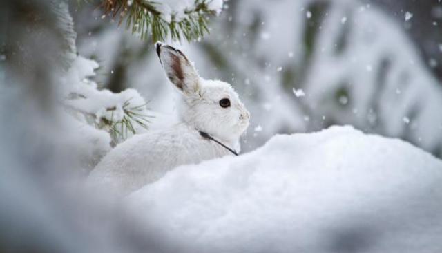 Какие животные кормится зимой корой деревьев?