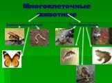 Позвоночные животные сообщение доклад (3, 5 класс окружающий мир)