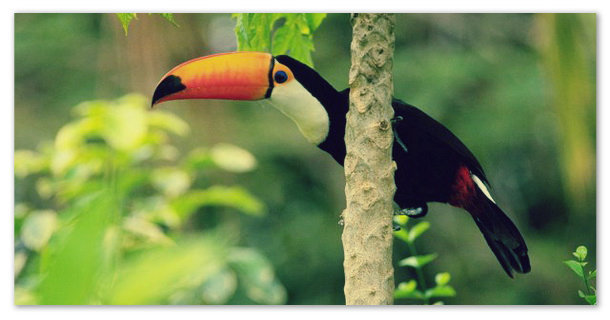 Доклад на тему Животные тропических лесов сообщение