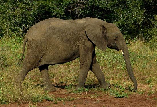 Охрана африканских слонов - сообщение доклад