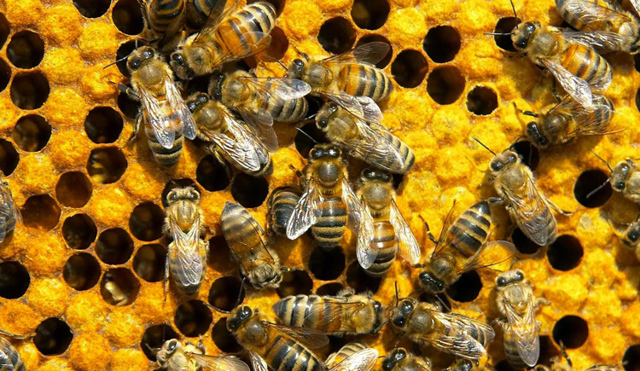 Пчелы, осы, шмели - сообщение доклад
