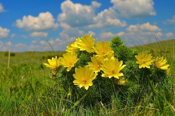 Растения Краснодарского края - доклад-сообщение