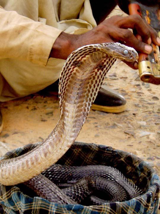 Кобра - сообщение доклад про змею