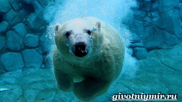 Белый медведь - сообщение доклад про Полярного медведя
