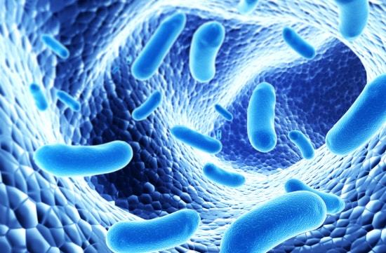 Какую пользу и вред приносят бактерии человеку 3 класс