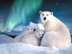 Животные Арктики - сообщение доклад (4 класс. Окружающий мир)
