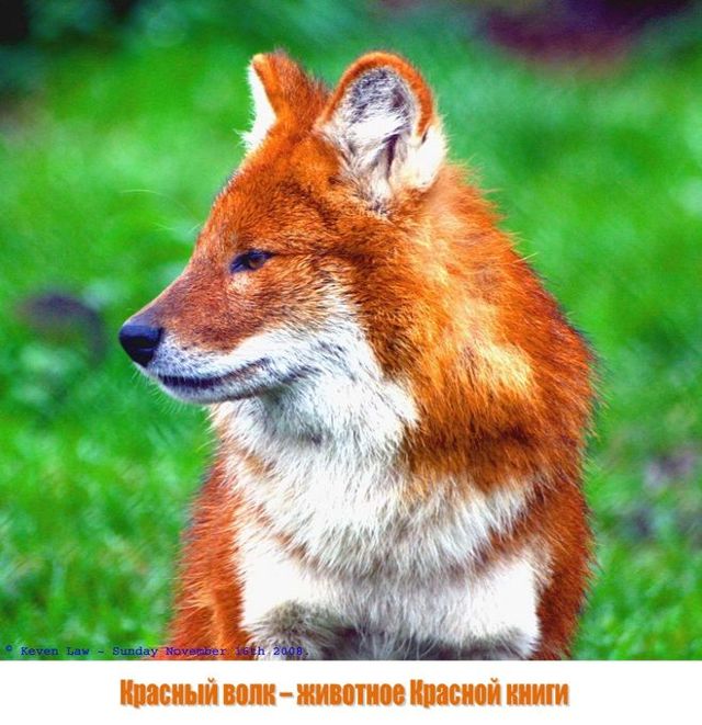 Красный волк - сообщение о редком животном