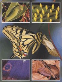 Бабочки - сообщение доклад (2, 7 класс. Биология. Окружающий мир)