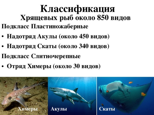 Хрящевые рыбы - 7 класс биология сообщение доклад