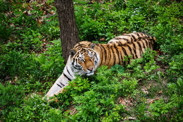 Доклад про Амурского тигра (из Красной книги)