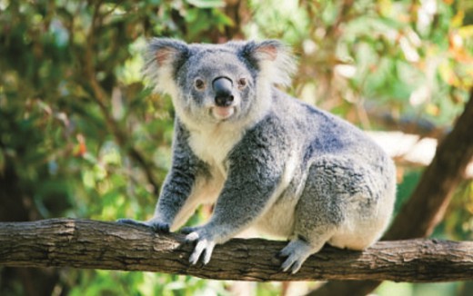 Природа, растения и животные Австралии