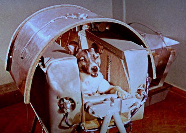 Какое первое животное запустила франция в космос?