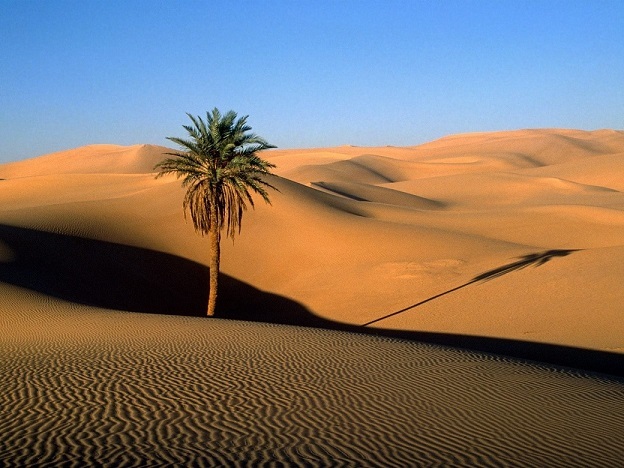 Доклад на тему Растения пустыни