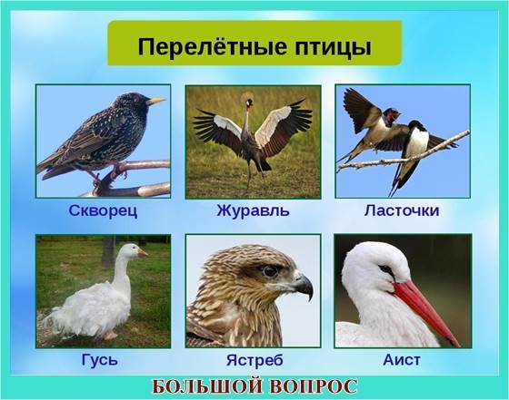 Доклад сообщение Перелетные птицы