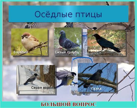 Доклад сообщение Перелетные птицы