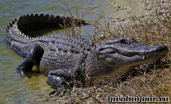 Крокодил - доклад сообщение