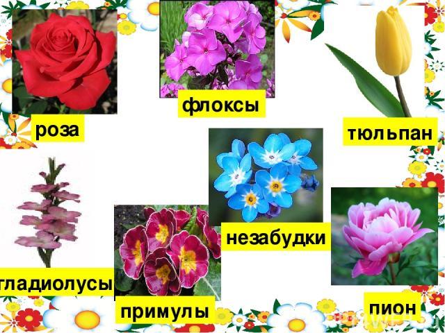 Сочинение Мой любимый цветок 5 класс (роза, тюльпан, ландыш, ромашка)