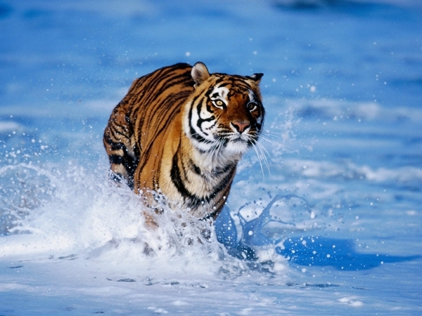 Тигр - доклад сообщение