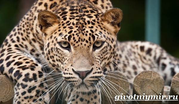 Леопард - сообщение доклад