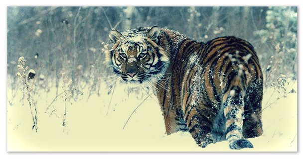 Тигр - доклад сообщение