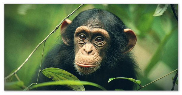 Шимпанзе - сообщение доклад