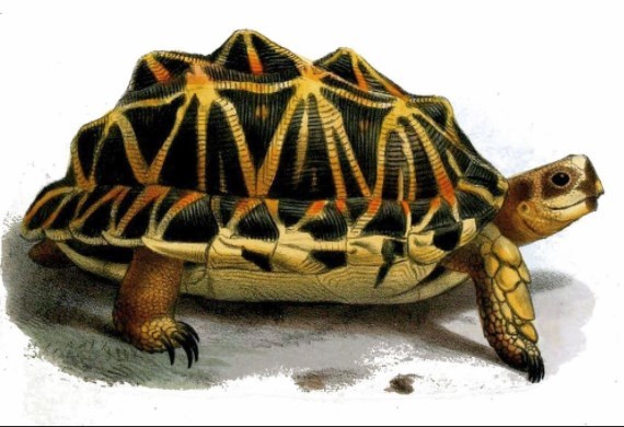 Старая черепаха - краткое содержание рассказа Нагибин