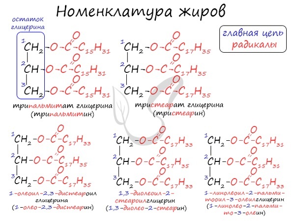 Жиры - доклад сообщение по химии