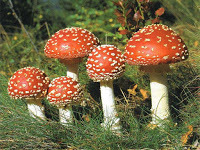 Многообразие грибов в жизни человека и природе доклад сообщение