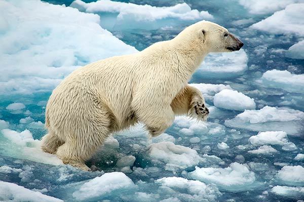 Животные Арктики - сообщение доклад (4 класс. Окружающий мир)
