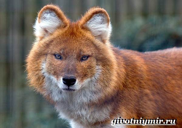 Красный волк - сообщение о редком животном