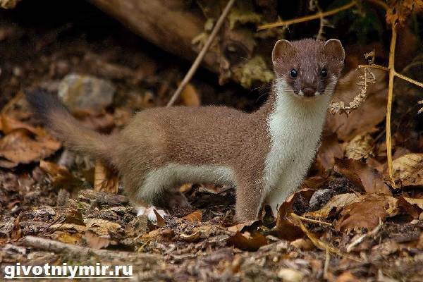 Горностай доклад сообщение для детей