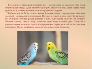 Доклад сообщение Волнистый попугай