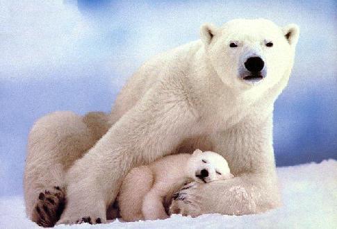Белый медведь - сообщение доклад про Полярного медведя