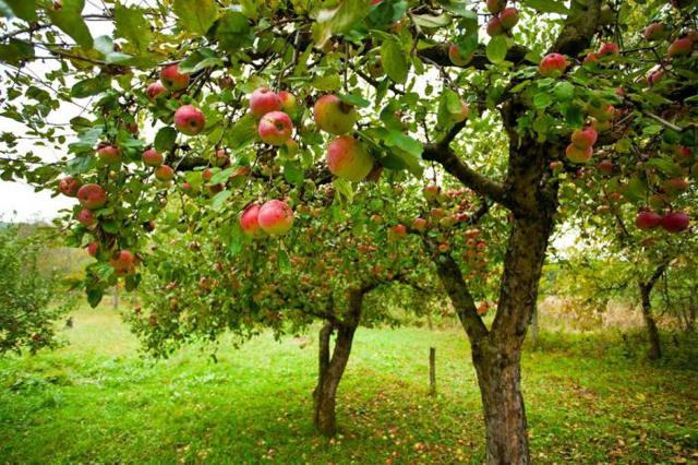 Антоновские яблоки - краткое содержание рассказа Бунина