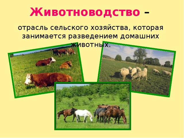 Животноводство - доклад сообщение (3, 4, 9 класс окружающий мир)