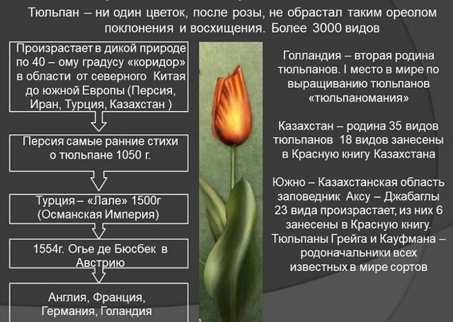 Тюльпан - сообщение доклад (2, 3, 4 класс Окружающий мир)