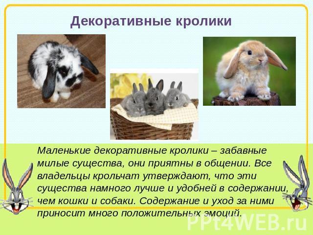 Кролики - сообщение доклад