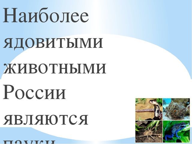 Ядовитые животные России - доклад сообщение (4 класс окружающий мир)
