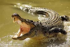 Крокодил - доклад сообщение
