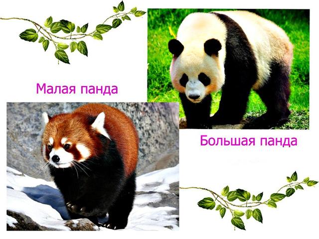 Панда - сообщение доклад